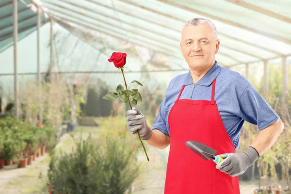 Jardineiro segurando rosa — Fotografia de Stock