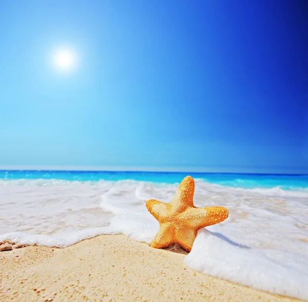 Deniz yıldızı Plajı — Stok fotoğraf