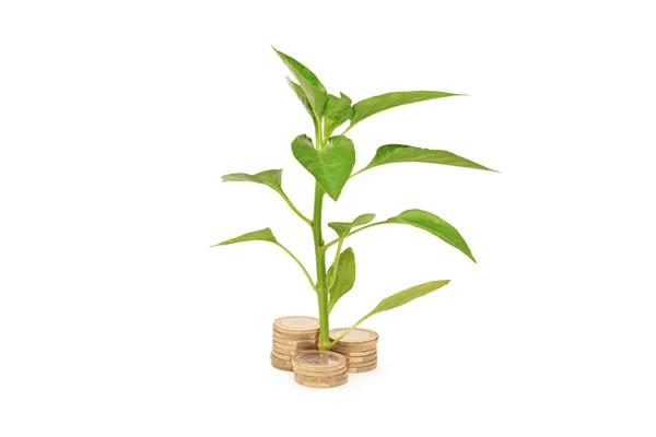 Sapling growing from pile of coins — Stock Photo, Image