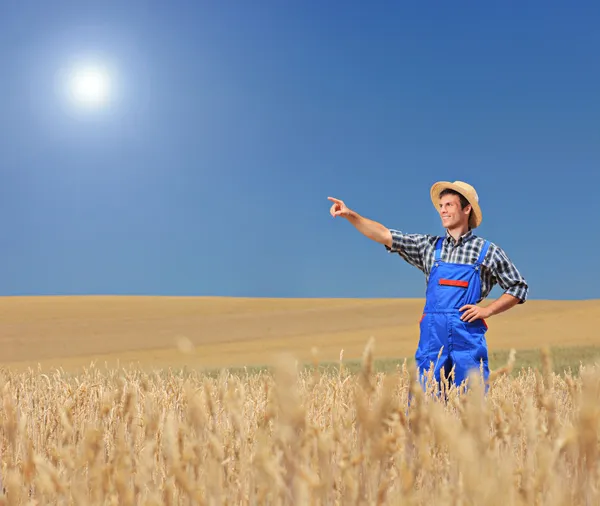 Фермер, що вказує на пшеничне поле — стокове фото