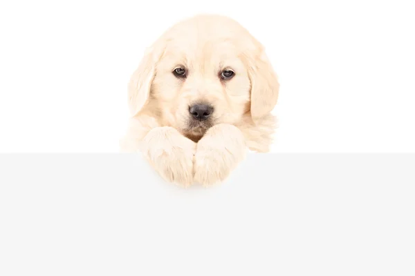 Labrador retriever bakom tom panel — Stockfoto