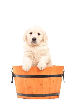 varil içinde köpek yavrusu