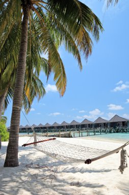 Maldivler Island palm beach