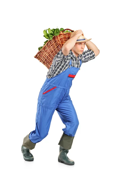 農家の野菜がいっぱい入ったかごを運ぶ — ストック写真