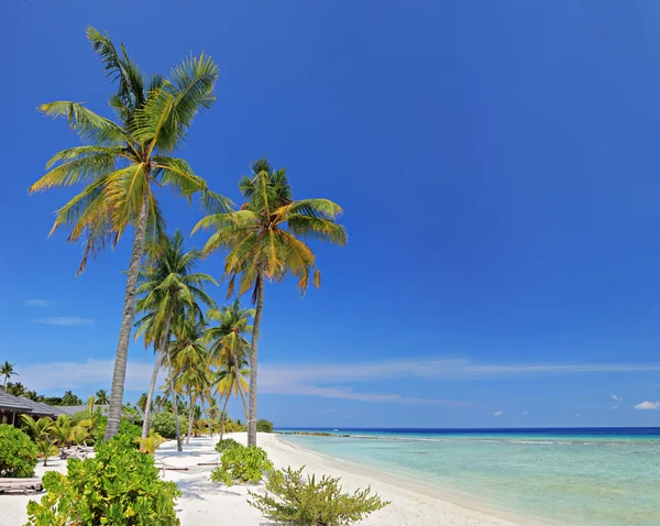 Maldives island palm beach — Stock Photo, Image