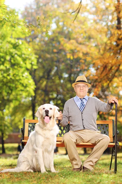 Джентльмен на скамейке с собакой — стоковое фото