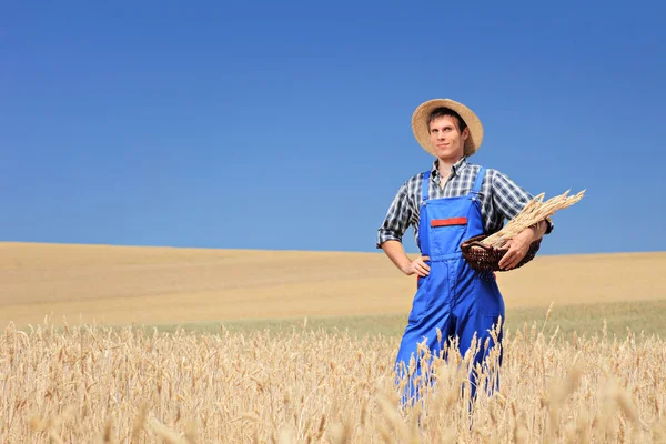 Farmer holding basket in wheat field — Stock Photo, Image