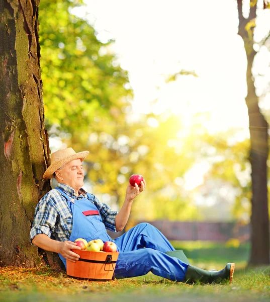 りんごのバスケットを持つ男性労働者 — ストック写真