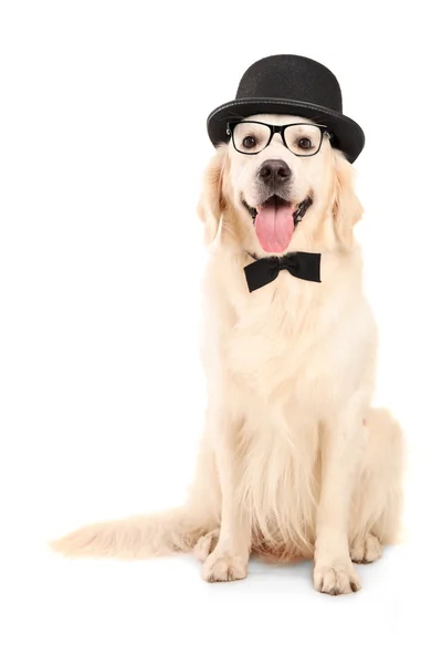 Labrador retriever med bow-tie — Stockfoto