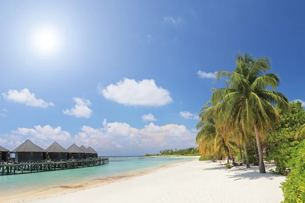 Strand met palmbomen — Stockfoto