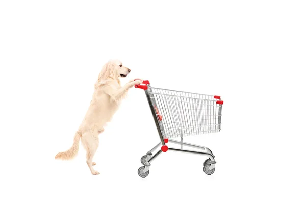 Dog pushing shopping cart — Stock Photo, Image