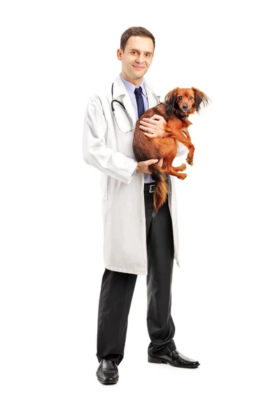 Veterinario sonriente sosteniendo cachorro — Foto de Stock