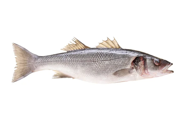 Sea bass fish — Stock Photo, Image