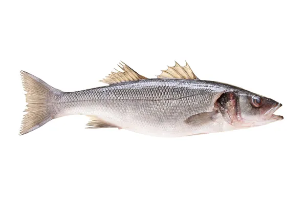 Pesce branzino — Foto Stock