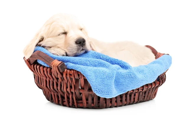 眠っているゴルフボールレトリバー子犬犬 — ストック写真
