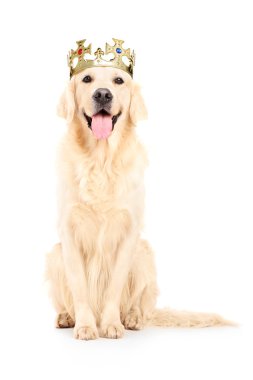 labrador retriever com coroa
