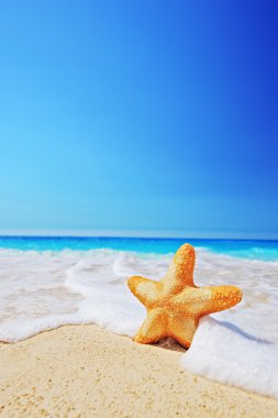 Deniz yıldızı Plajı