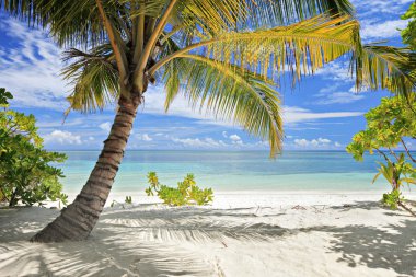 Maldivler Island palm beach