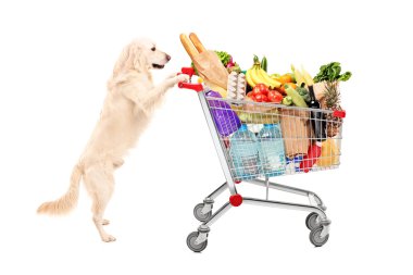 Retriever dog pushing shopping cart