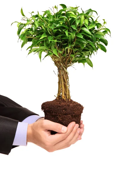 Hand hält eine Pflanze ficus benjamin — Stockfoto