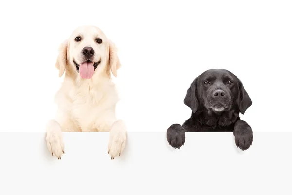 Dos perros parados detrás de un panel en blanco —  Fotos de Stock