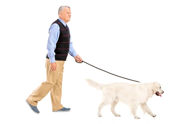 Senior man walking hond — Stockfoto