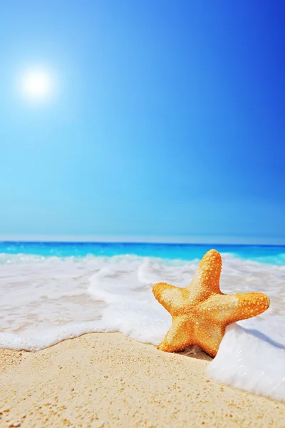 Deniz yıldızı Plajı — Stok fotoğraf
