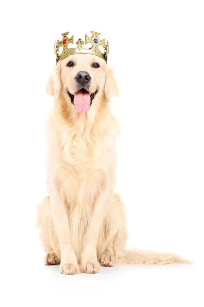 Labrador retriever med krona — Stockfoto