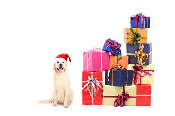 Dog and pile of gifts — Stock Photo, Image