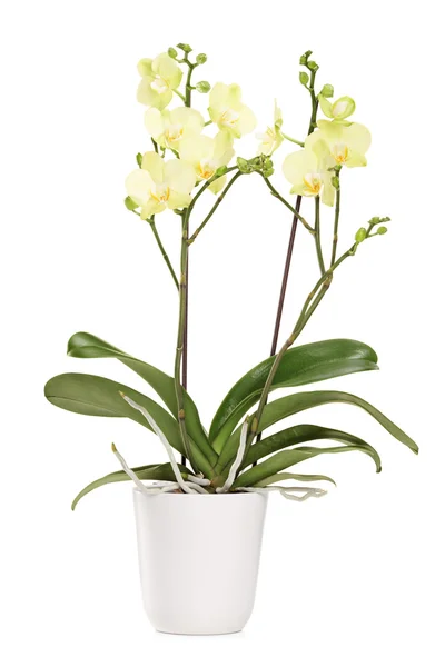Yellow orchid in a  pot — Stock Photo, Image