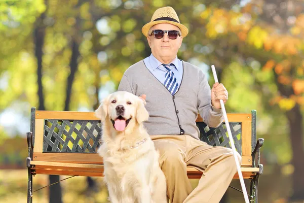 Старший слепой на скамейке с лабрадором — стоковое фото