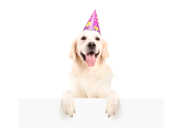 Labrador retriever com chapéu de festa — Fotografia de Stock
