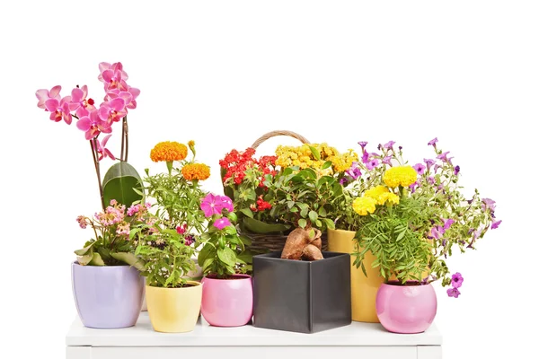 Olika typer av blommor — Stockfoto