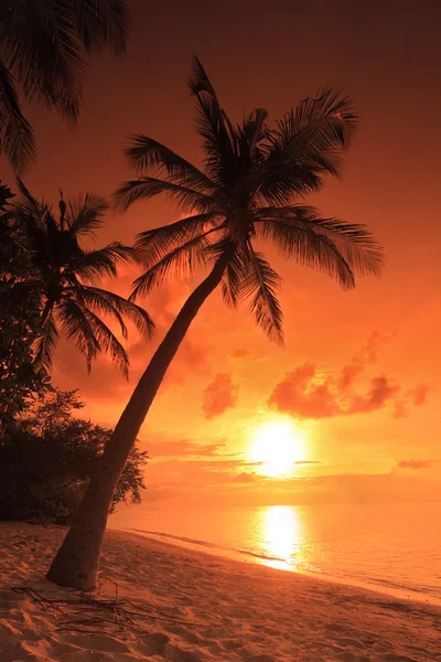 Strand met zonsondergang op Maldiven island — Stockfoto