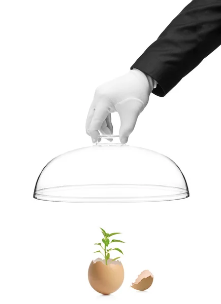 Hand holding a cover over a green plant — Stock Photo, Image