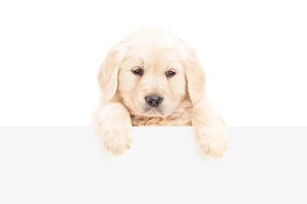 Labrador detrás del panel en blanco — Foto de Stock