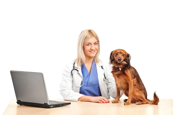 Female veterinarian with puppy — Stock Photo, Image