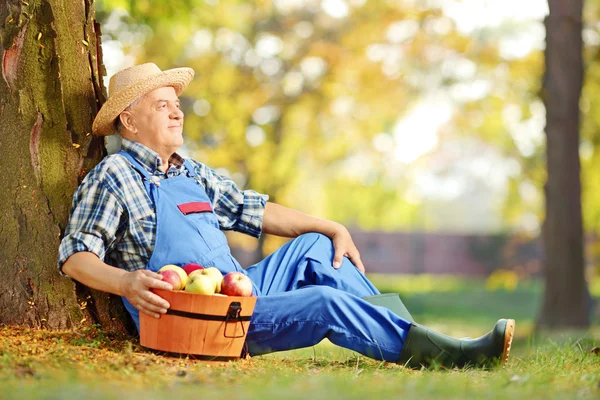 Male worker with harvested apples Royalty Free Stock Images