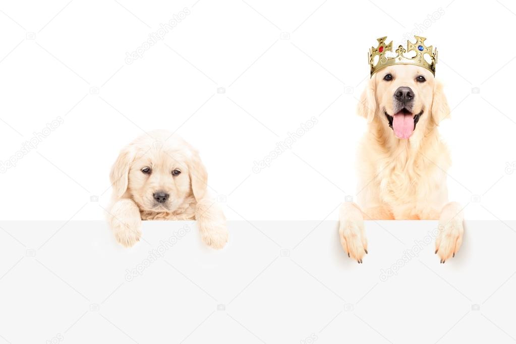 Etriever with crown and baby dog