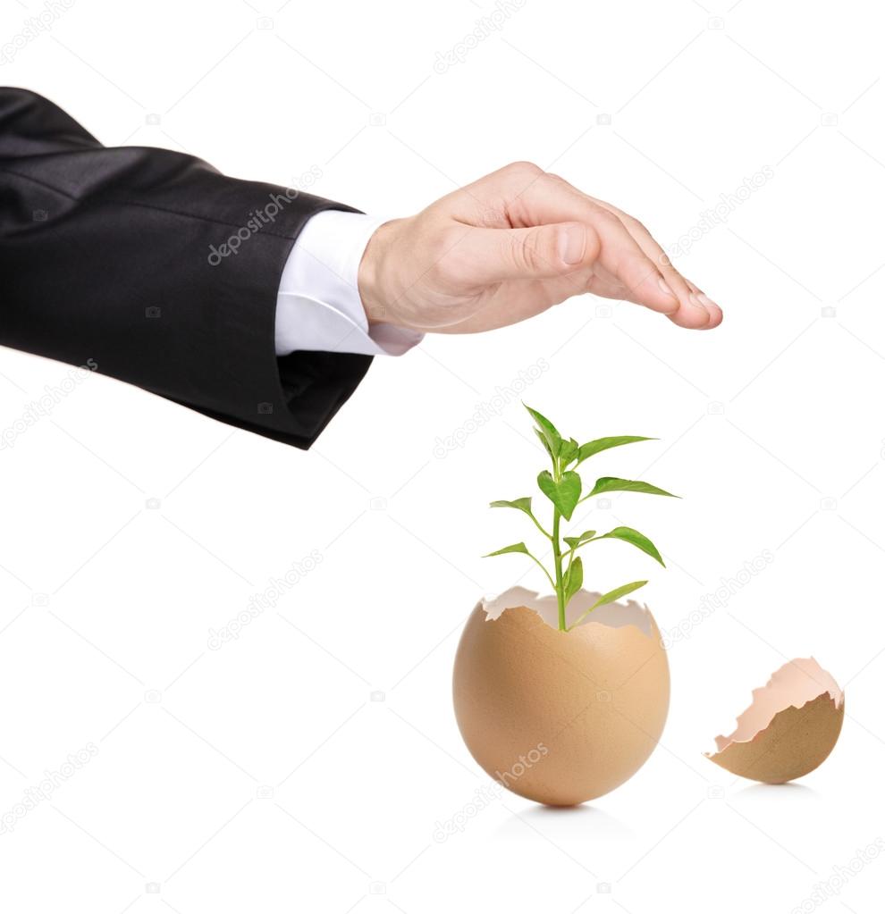 Hand protecting a green plant in eggshell