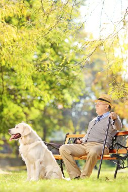 üst düzey bir parkta köpek beyle