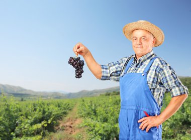 winemaker Şaraplık küme holding