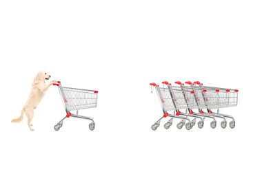 köpeği geri dönen alışveriş sepeti