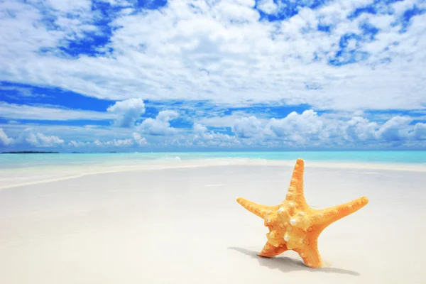 Starfish on beach — Stock Photo, Image