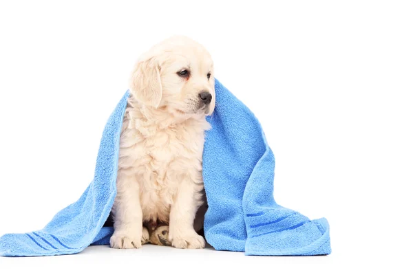 Labrador retriever bedekt met handdoek — Stockfoto