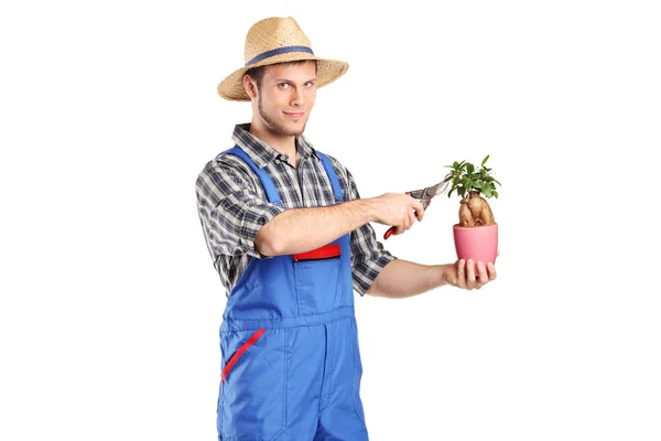 Planta de recorte de jardinero masculino — Foto de Stock