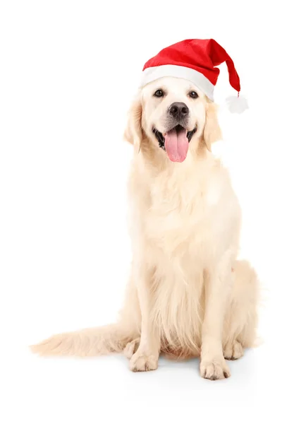 Köpek giyen Noel şapka — Stok fotoğraf