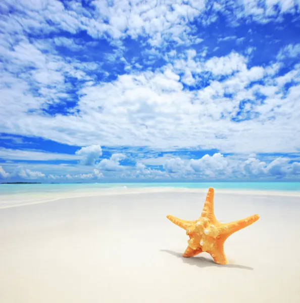 Estrella de mar en la playa —  Fotos de Stock