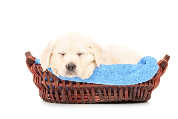 Labrador puppy hondje in mand — Stockfoto
