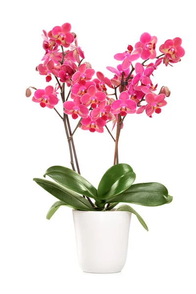 Roze orchid — Stockfoto
